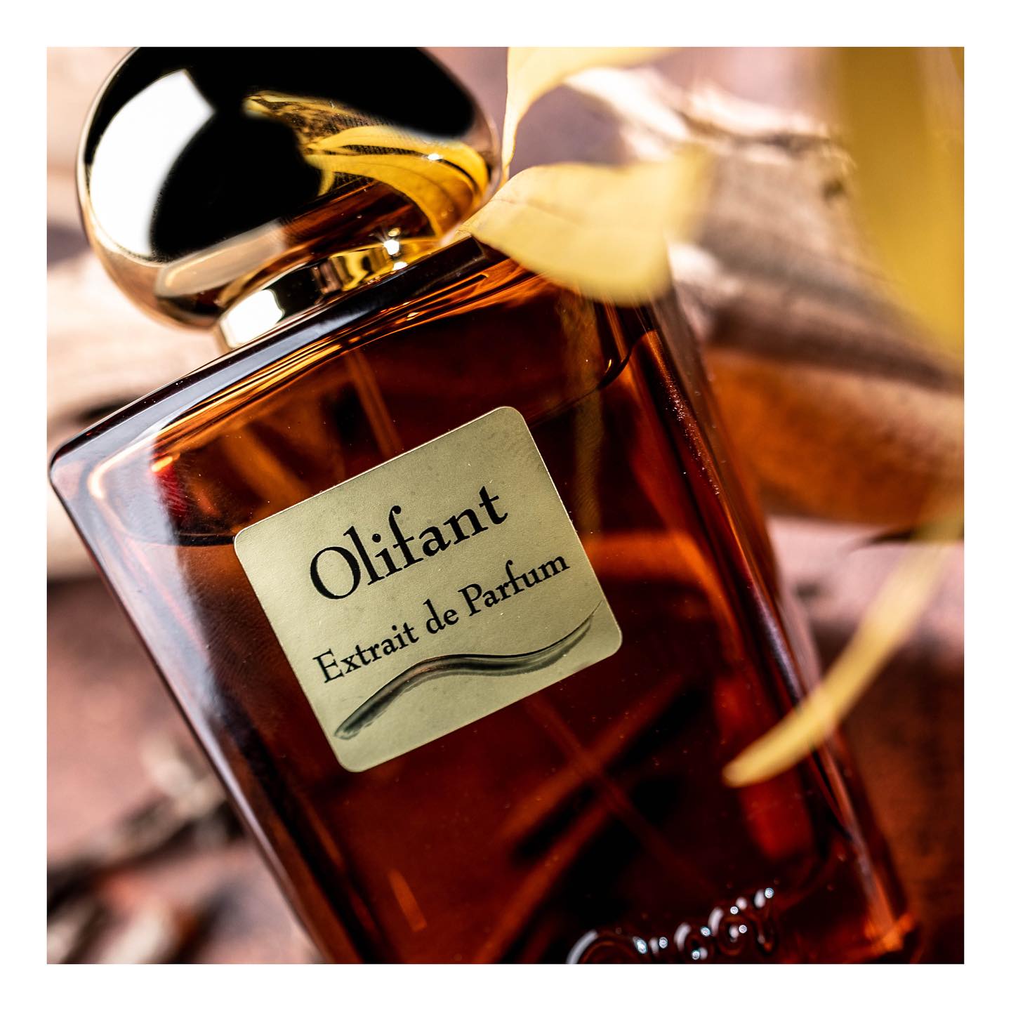 OLFATTOLOGY - Olifant